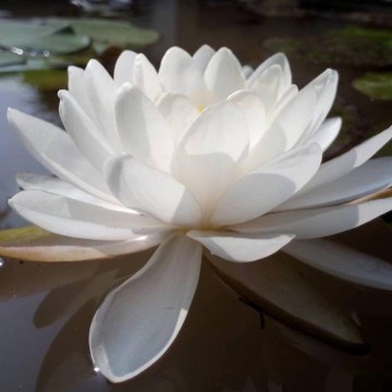 Nymphaea prapunt white nelumbogarden waterlilies 3