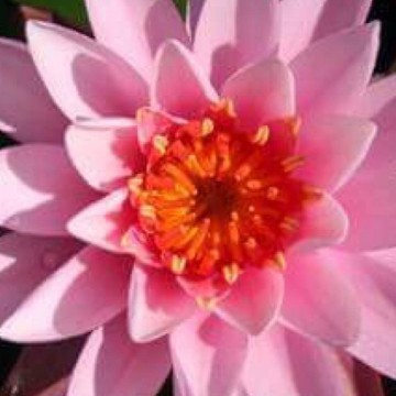 Nymphaea princess elisabeth nelumbogarden waterlilies 2