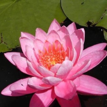 Nymphaea princess elisabeth nelumbogarden waterlilies 5