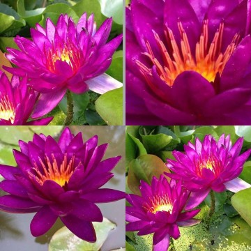Nymphaea purple fantasy nelumbogarden waterlilies 11