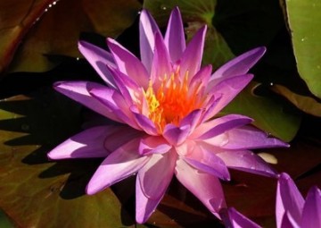 Nymphaea purple lucent nelumbogarden