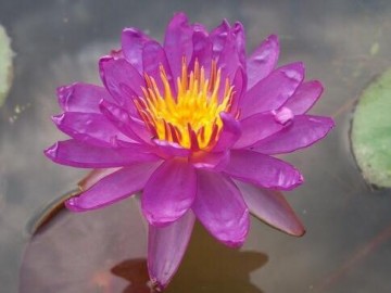 Nymphaea purple satin nelumbogarden 1