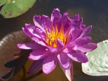 Nymphaea purple satin nelumbogarden 2