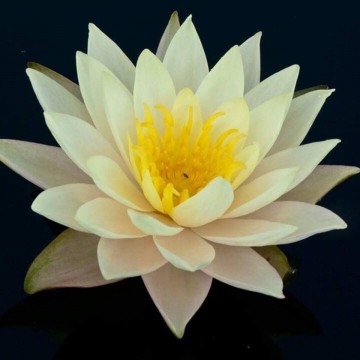 Nymphaea rasmitara nelumbo garden matthijs hazeleger waterlelies 3