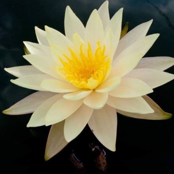 Nymphaea rasmitara nelumbo garden matthijs hazeleger waterlelies 4