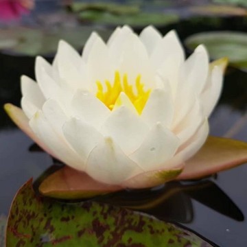 Nymphaea rattana ubol nelumbogarden waterlelies matthijs hazeleger waterlelies 1.jpg