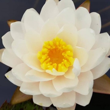 Nymphaea rattana ubol nelumbogarden waterlelies matthijs hazeleger waterlelies 5.jpg