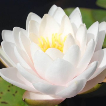 Nymphaea rattana ubol nelumbogarden waterlelies matthijs hazeleger waterlelies 6.jpg