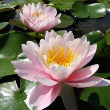 Nymphaea ray davies nelumbogarden waterlilies 1