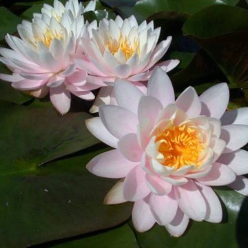 Nymphaea ray davies nelumbogarden waterlilies 2