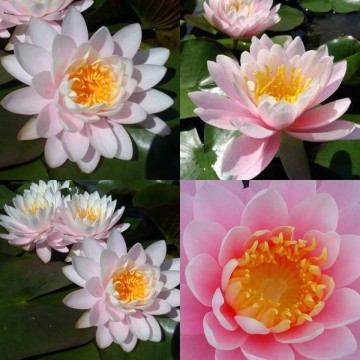 Nymphaea ray davies nelumbogarden waterlilies 5