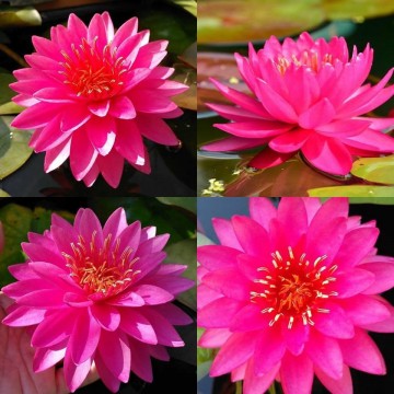 Nymphaea razzberry nelumbogarden waterlilies 2