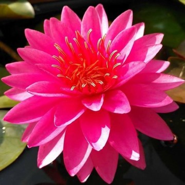 Nymphaea razzberry nelumbogarden waterlilies 4