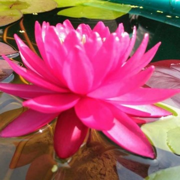 Nymphaea razzberry nelumbogarden waterlilies 6