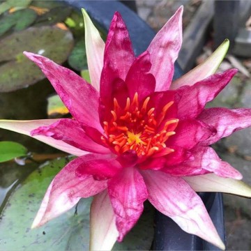 Nymphaea red spider nelumbogarden waterlilies 1