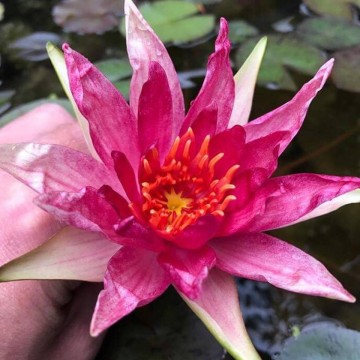 Nymphaea red spider nelumbogarden waterlilies 3