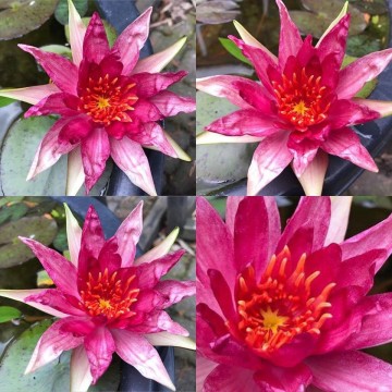 Nymphaea red spider nelumbogarden waterlilies 4