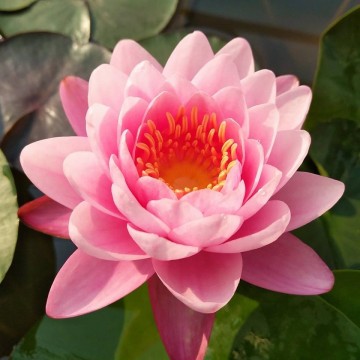 Nymphaea siam angel nelumbogarden matthijs hazeleger water lilies 1.jpg
