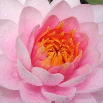 Nymphaea siam angel nelumbogarden matthijs hazeleger water lilies 2.jpg