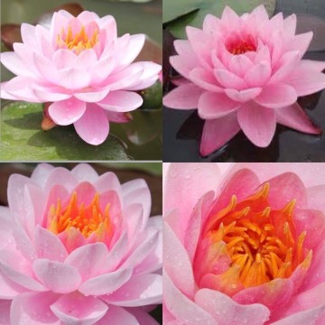 Nymphaea siam angel nelumbogarden matthijs hazeleger water lilies 5.jpg