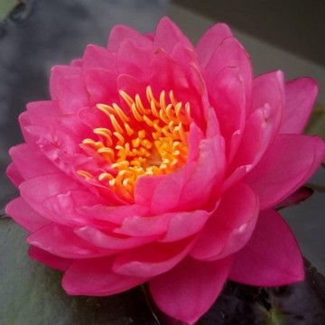Nymphaea siam dahlia nelumbogarden matthijs hazeleger waterlilies 1.jpg