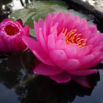 Nymphaea siam dahlia nelumbogarden matthijs hazeleger waterlilies 2.jpg