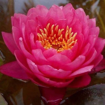 Nymphaea siam dahlia nelumbogarden matthijs hazeleger waterlilies 3.jpg