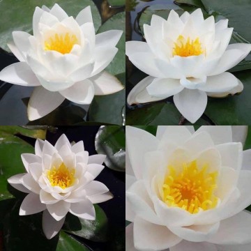 Nymphaea siam jasmine nelumbogarden waterlelies matthijs hazeleger waterlelies 2