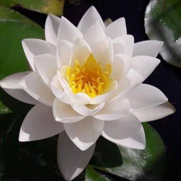 Nymphaea siam jasmine nelumbogarden waterlelies matthijs hazeleger waterlelies 5