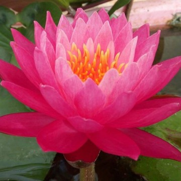 Nymphaea siam lucky nelumbogarden waterlilies 1