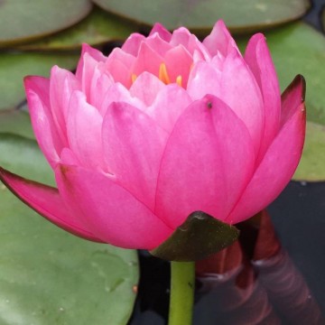 Nymphaea siam nymph nelumbogarden water lilies matthis hazeleger water lilies 2.jpg