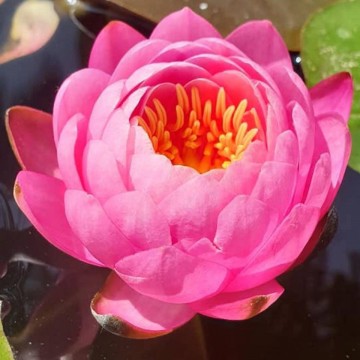 Nymphaea siam nymph nelumbogarden water lilies matthis hazeleger water lilies 3.jpg