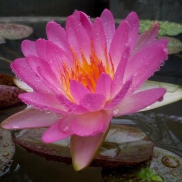Nymphaea siam pink nelumbogarden waterlilies 1