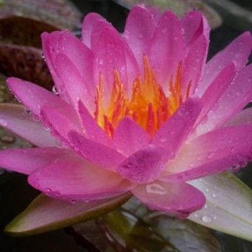 Nymphaea siam pink nelumbogarden waterlilies 2