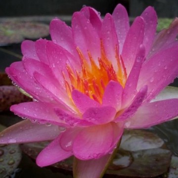 Nymphaea siam pink nelumbogarden waterlilies 3