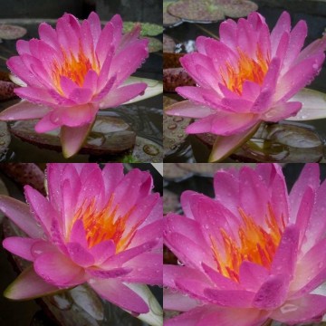 Nymphaea siam pink nelumbogarden waterlilies 4