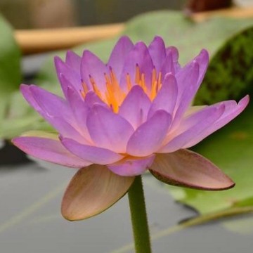 Nymphaea siam purple 1 nelumbogarden waterlilies 4