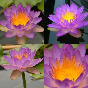 Nymphaea siam purple 1 nelumbogarden waterlilies 5