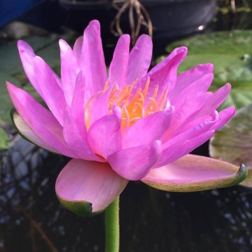 Nymphaea siam purple 2 nelumbogarden waterlilies 2