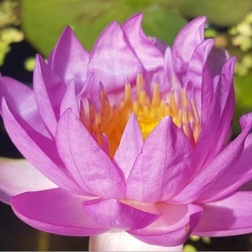 Nymphaea siam purple 2 nelumbogarden waterlilies 4