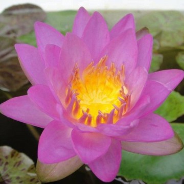 Nymphaea siam purple 2 nelumbogarden waterlilies 5