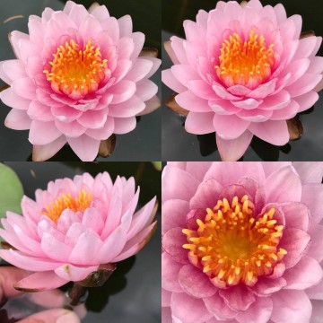 Nymphaea siam rose nelumbogarden waterlilies 2