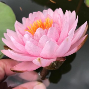 Nymphaea siam rose nelumbogarden waterlilies 3