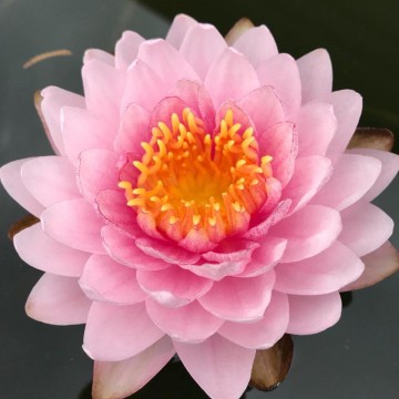 Nymphaea siam rose nelumbogarden waterlilies 6