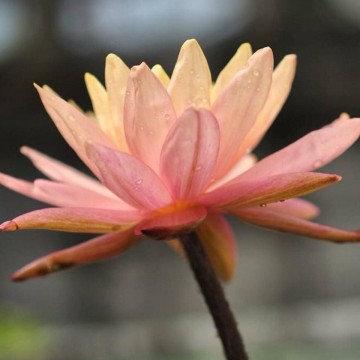 Nymphaea siam sunset nelumbogarden waterlilies 3