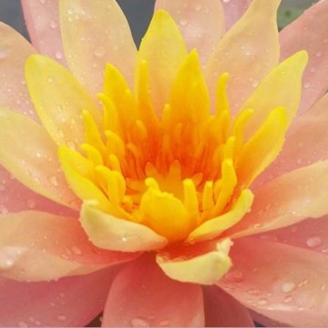 Nymphaea siam sunset nelumbogarden waterlilies 5