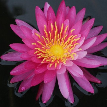 Nymphaea siriporn nelumbogarden waterlilies matthijs hazeleger water lilies 1.jpg