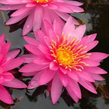 Nymphaea siriporn nelumbogarden waterlilies matthijs hazeleger water lilies 3.jpg