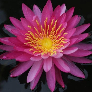 Nymphaea siriporn nelumbogarden waterlilies matthijs hazeleger water lilies 4.jpg