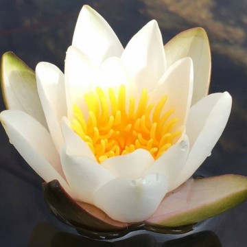 Nymphaea snow princess nelumbogarden waterlilies 3